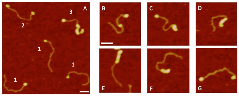 FIG. 12