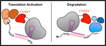 graphic file with name nihms-1018647-f0005.jpg