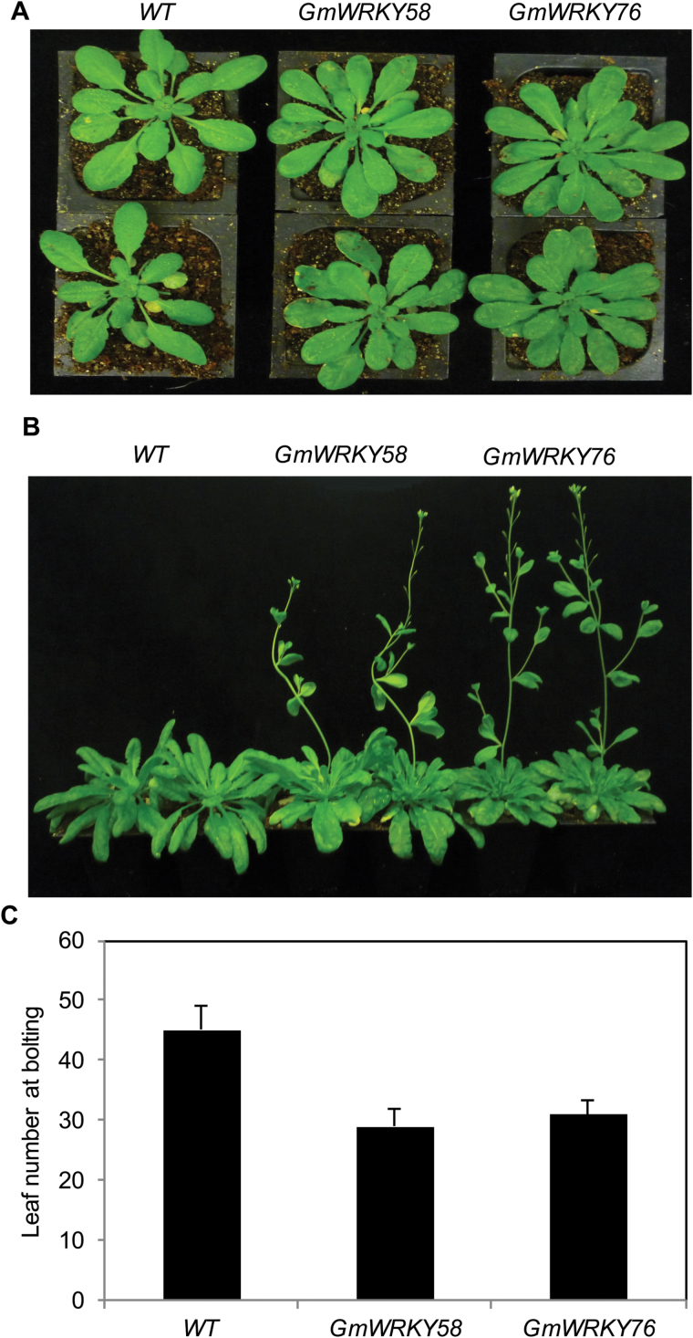 Fig. 8.