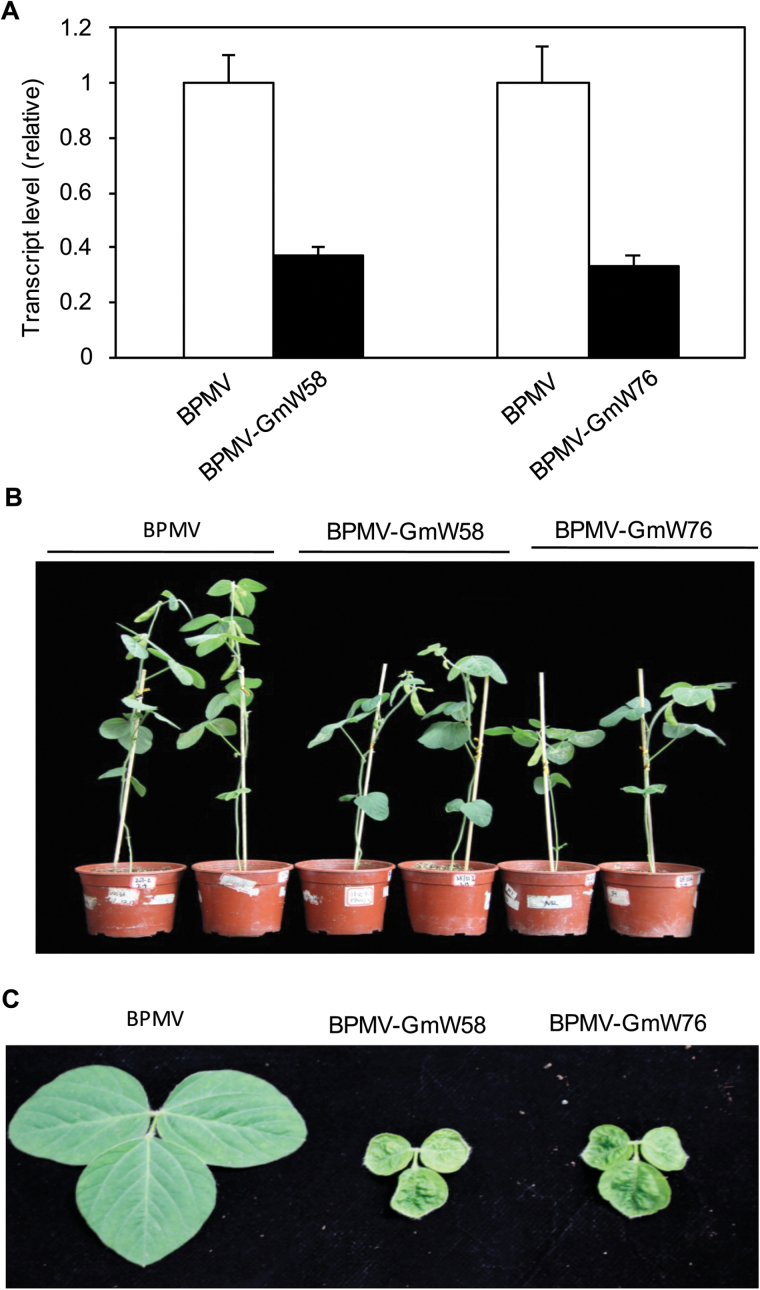 Fig. 11.