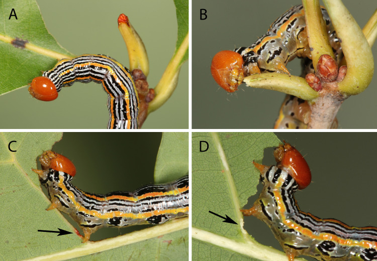 Fig 3