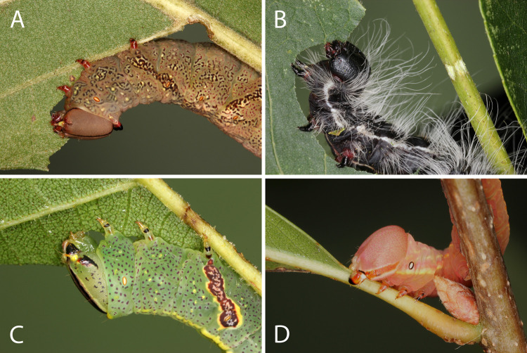 Fig 6