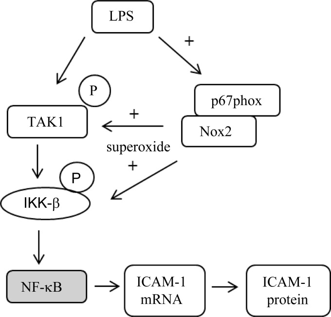 Fig. 9.