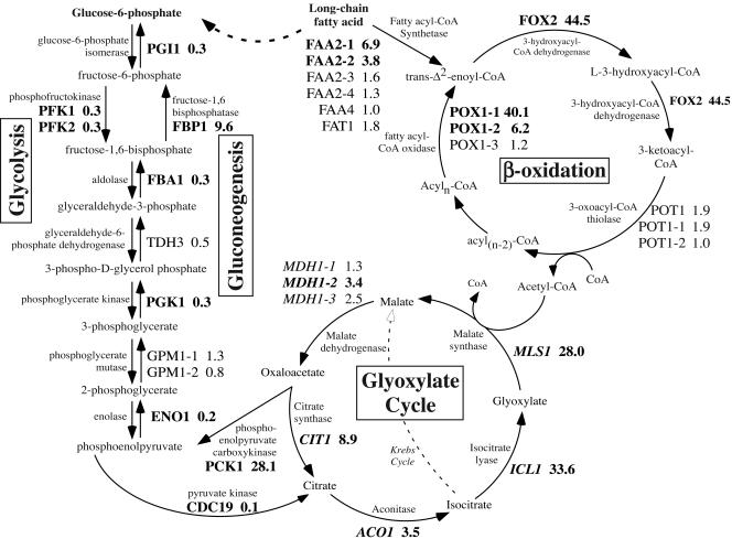 FIG. 2.