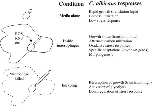 FIG. 7.