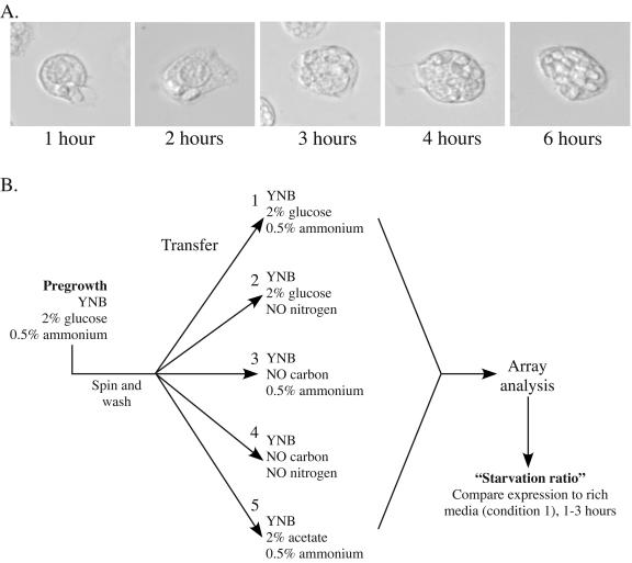 FIG. 4.