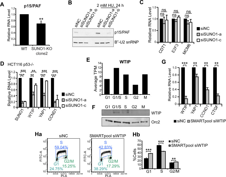 Figure 4—figure supplement 1.