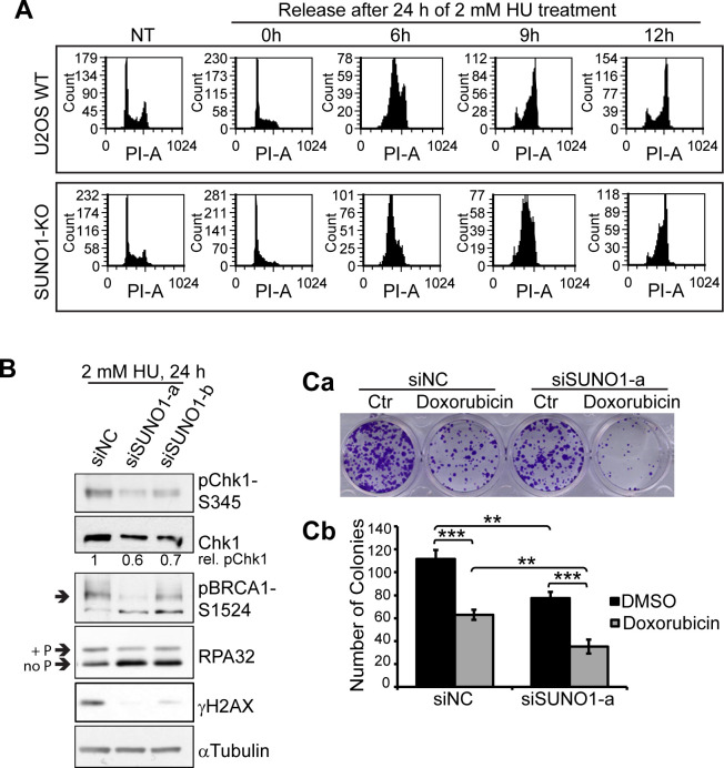 Figure 3—figure supplement 3.