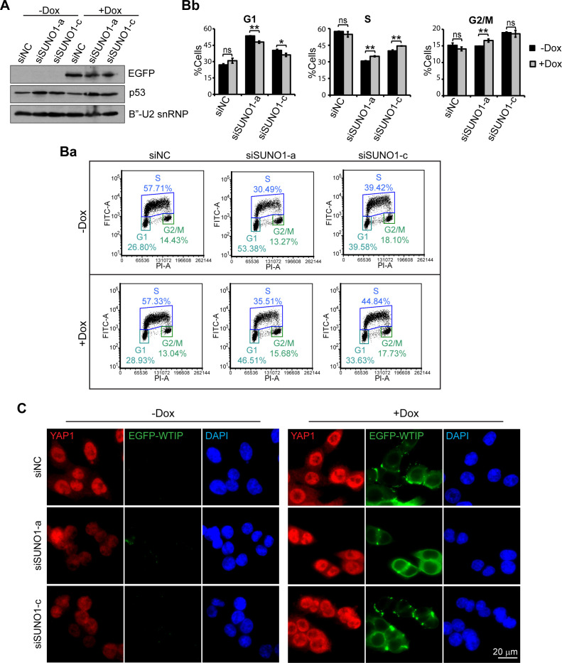 Figure 4—figure supplement 2.