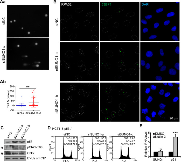 Figure 3—figure supplement 2.