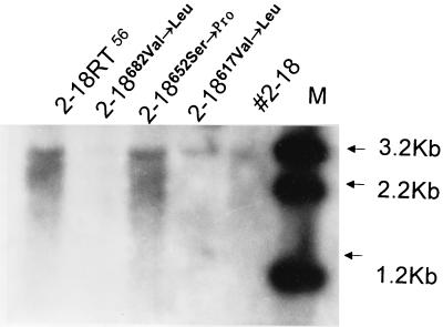 FIG. 5