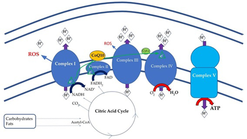 Fig. 1