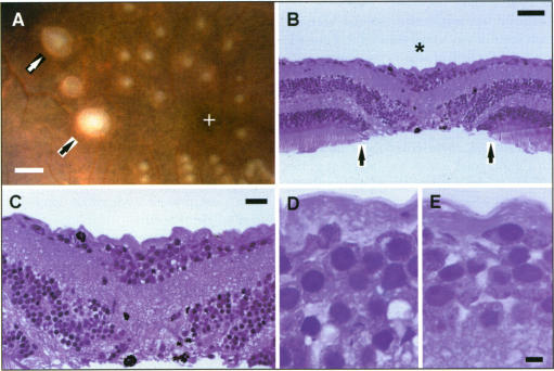 FIGURE 18