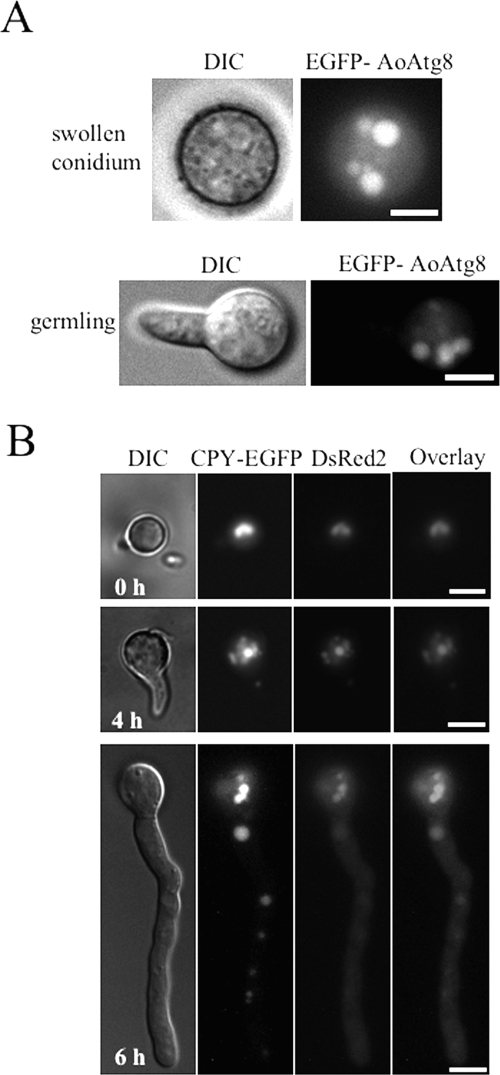 FIG. 2.