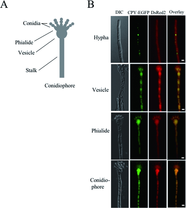 FIG. 3.