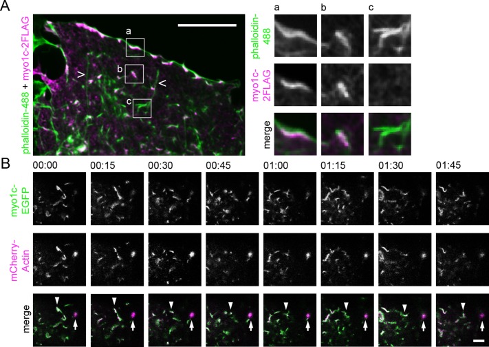 FIGURE 4: