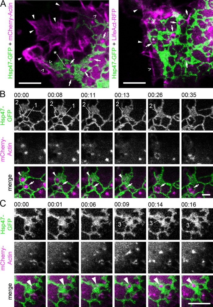 FIGURE 3: