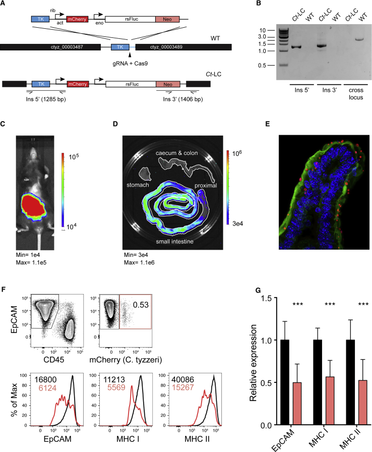 Figure 4