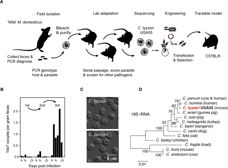 Figure 1