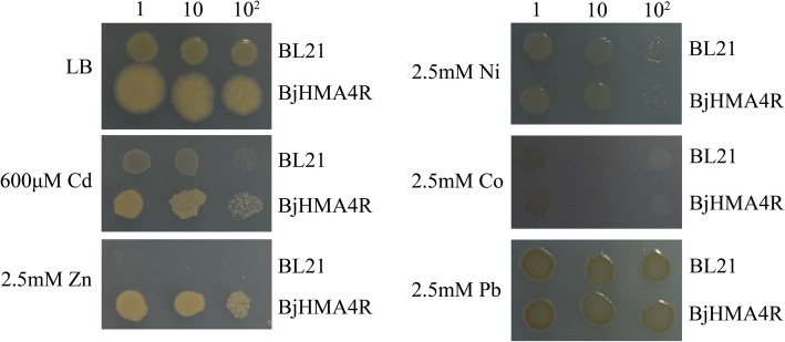 Fig. 9