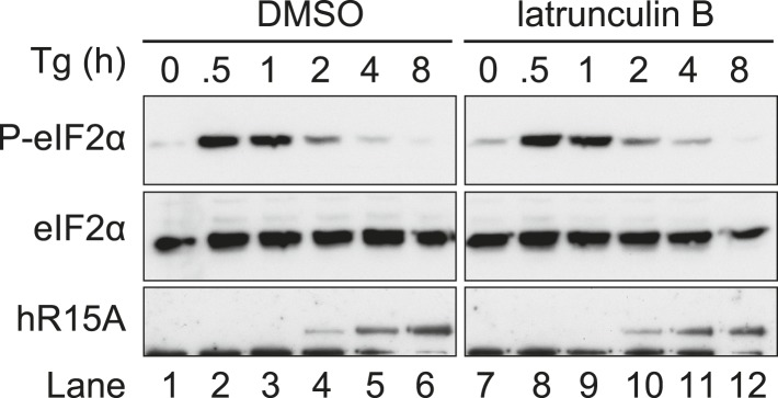 Figure 5—figure supplement 1.