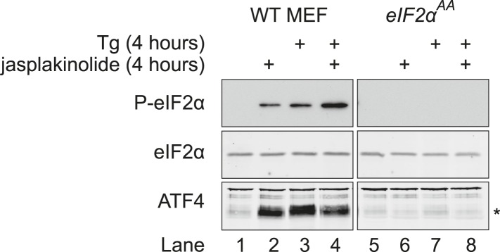 Figure 6—figure supplement 1.