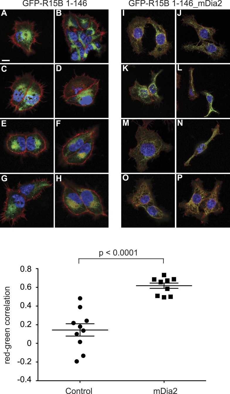 Figure 9—figure supplement 1.