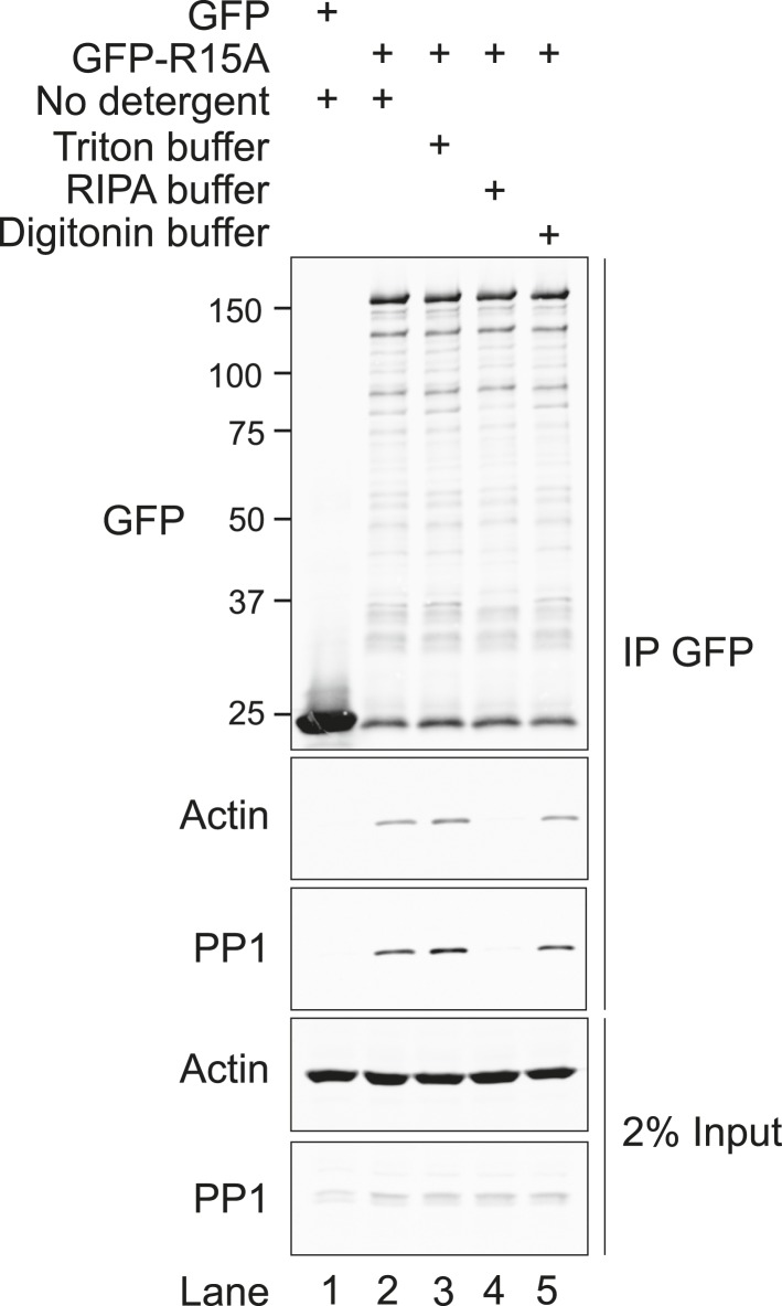 Figure 3—figure supplement 2.