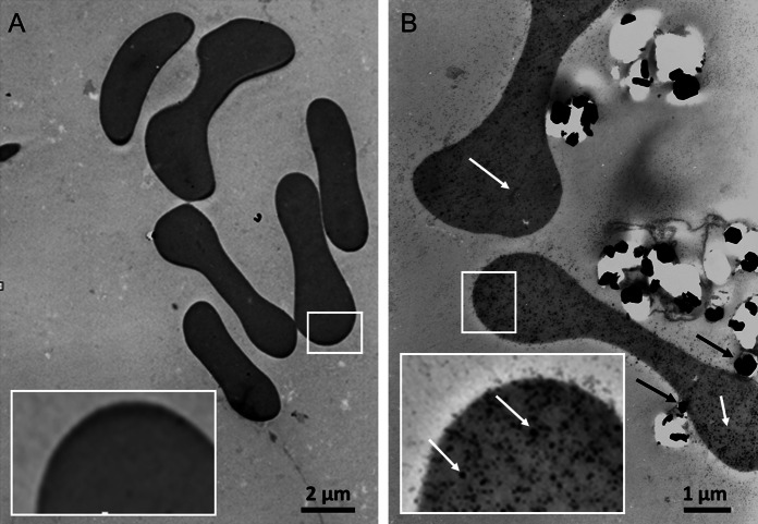 Fig. 10