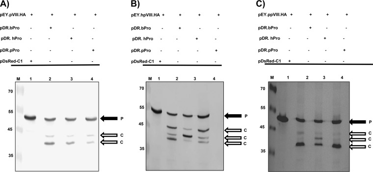 FIG 3