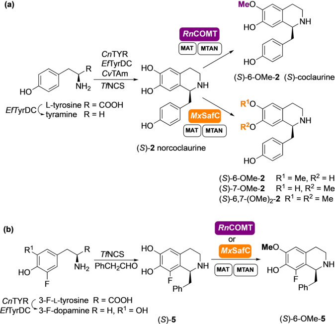 Scheme 2