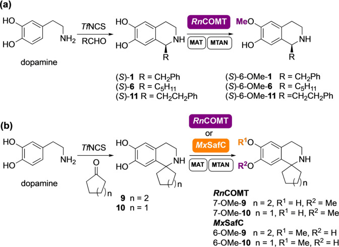 Scheme 1