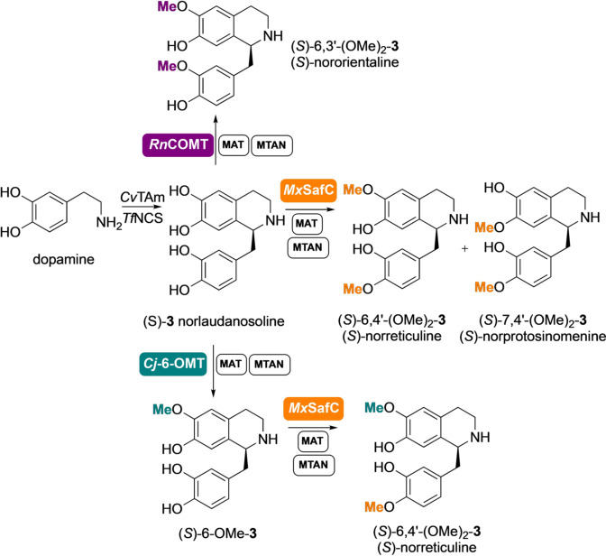 Scheme 3