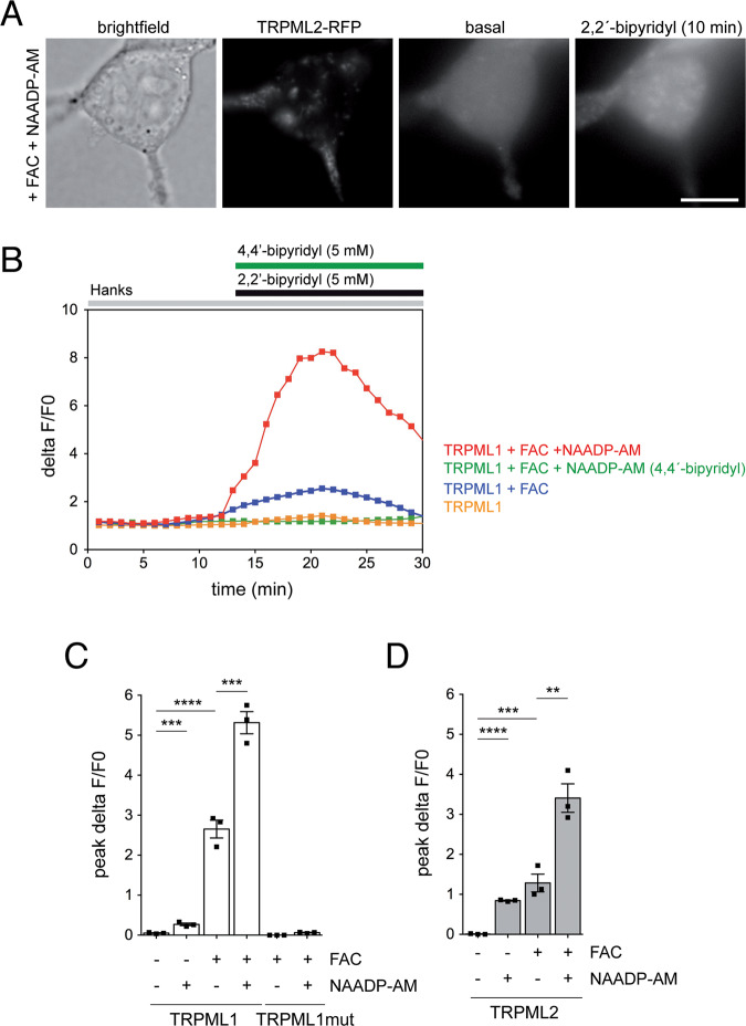 Iron-induced cytotoxicity mediated by endolysosomal TRPML1 channels is ...