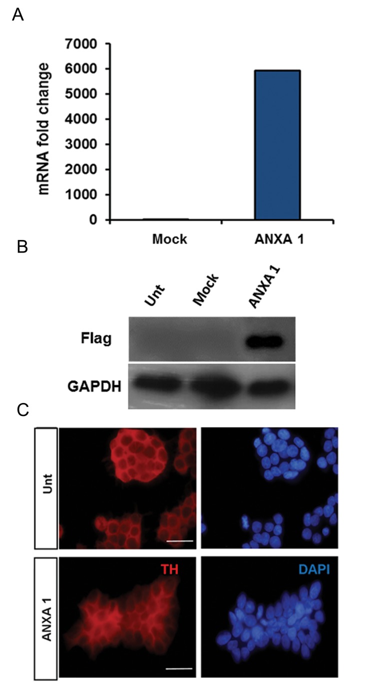 Fig.1