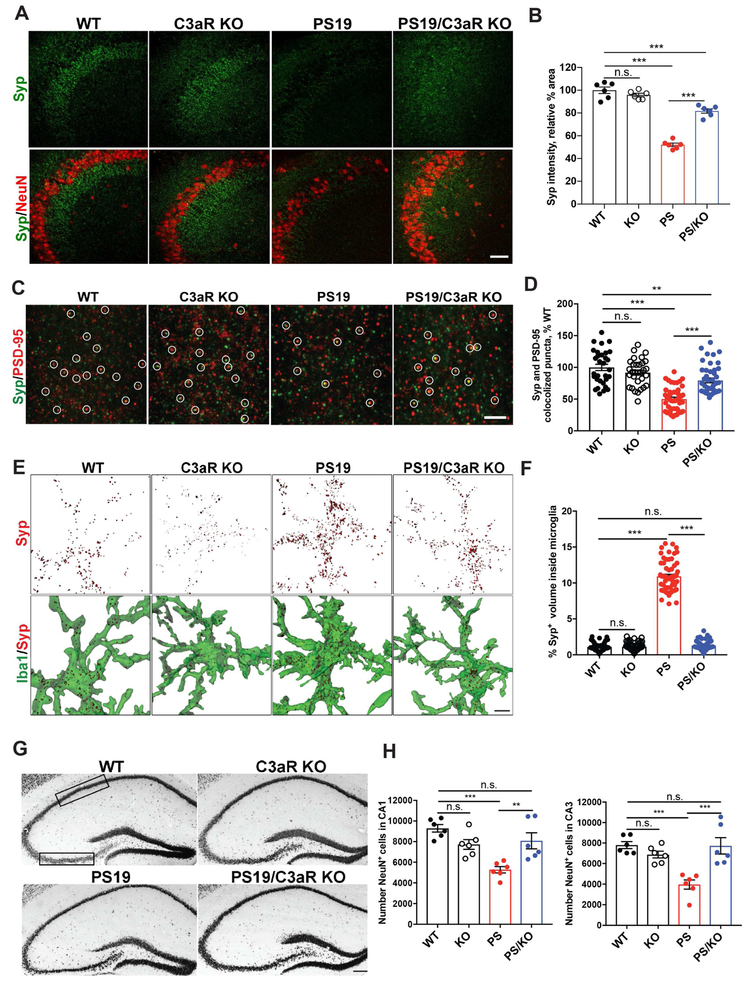 Complement C3aR inactivation attenuates tau pathology and reverses an ...