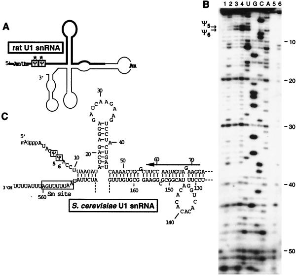 FIG. 1