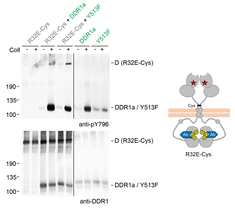 Figure 6—figure supplement 1.