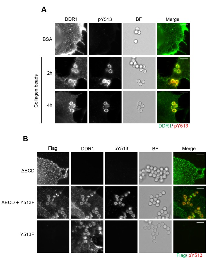 Figure 11.