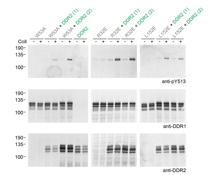 Figure 5—figure supplement 1.