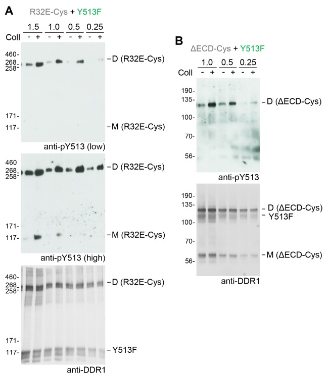 Figure 3—figure supplement 2.