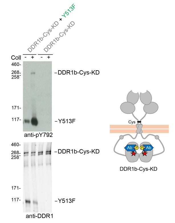 Figure 6—figure supplement 2.