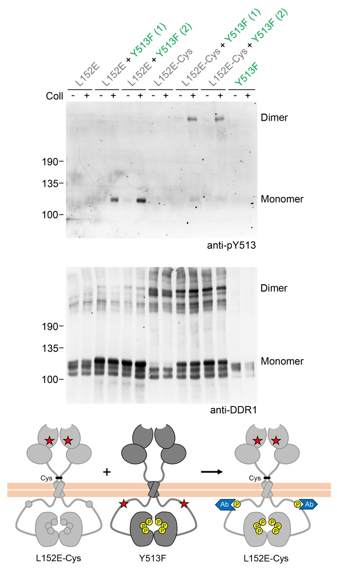 Figure 2—figure supplement 1.