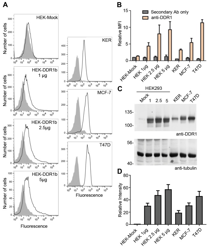 Figure 3—figure supplement 1.