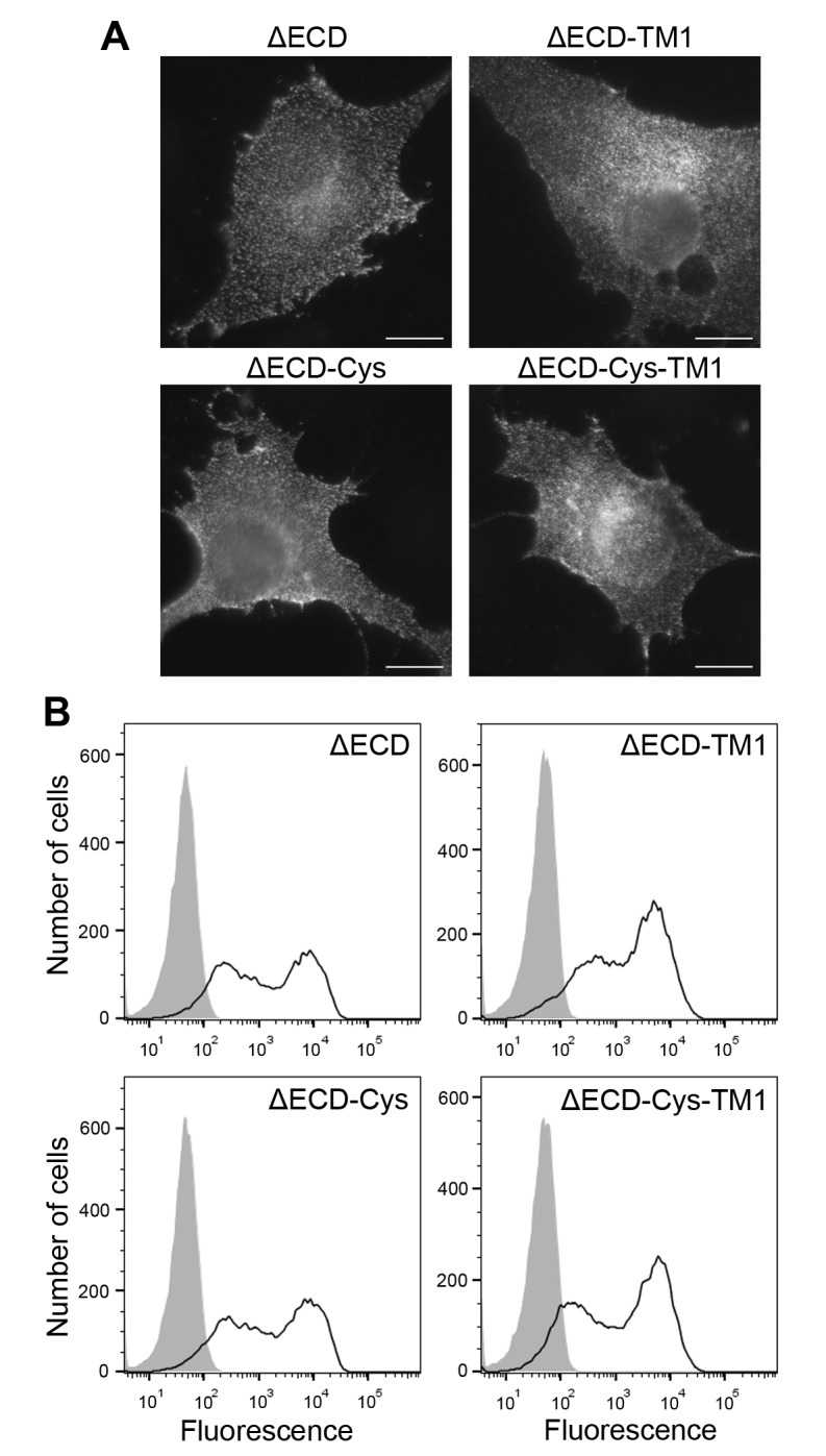 Figure 4—figure supplement 1.