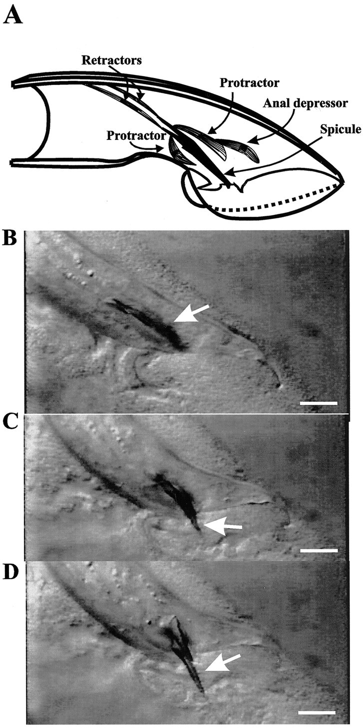 Fig. 1.