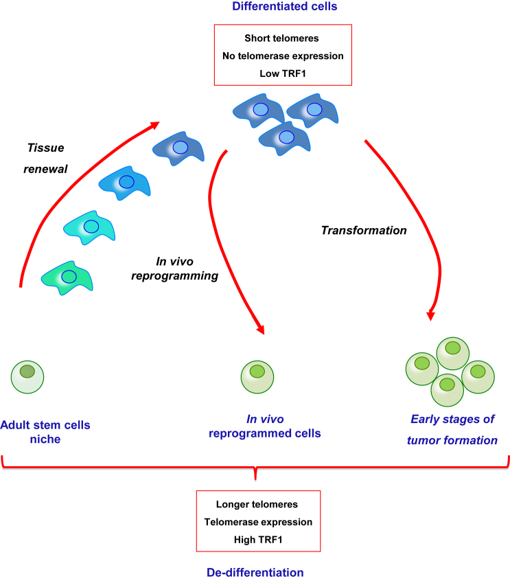 Figure 7