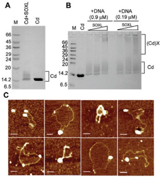 Fig. 4