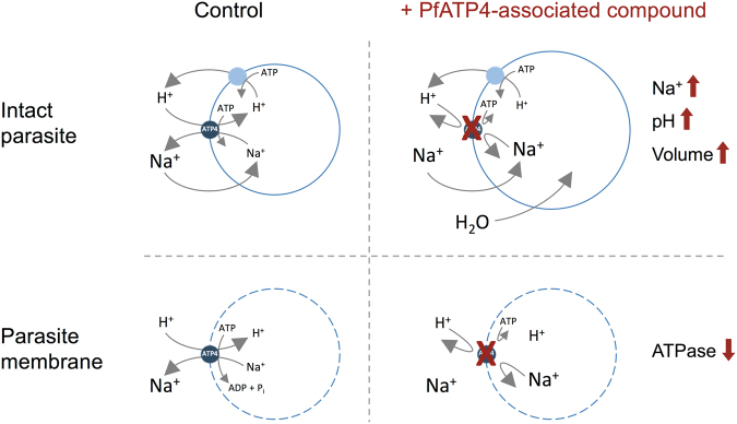 Figure 7