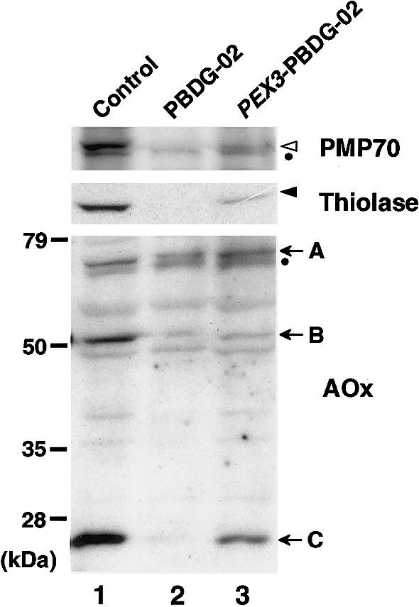 Figure  2